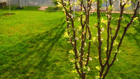 Young flowering pear tree close-up in the evening at sunset on a lawn background Stock Footage 310764527