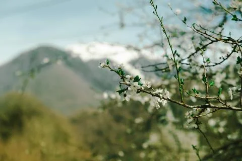A young flowering tree on the background of spring mountains Stock Photos