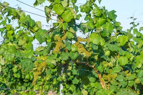 Young flowering vineyard Stock Photos