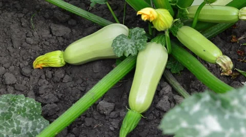 Young flowering zucchini 動画素材 51723867