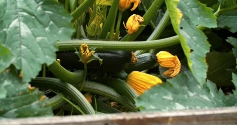 Young flowering zucchini squash close-up. Home garden with vegetables. Organic Stock Footage 169992503