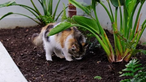 A young, fluffy Calico cat digs in the soil of a planter with tropical plants 스톡 동영상 335896190