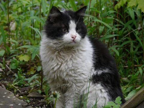 Young fluffy cat Tom Stock Photos