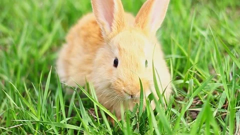 Young fluffy cute ginger rabbit sits on green grass and eats it on a sunny Stock Footage 158573699