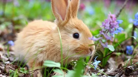 Young fluffy easter red bunny animal, sits on blooming spring meadow Video stock 169380465