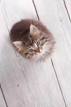 Young fluffy kitten looking up Stock Photos