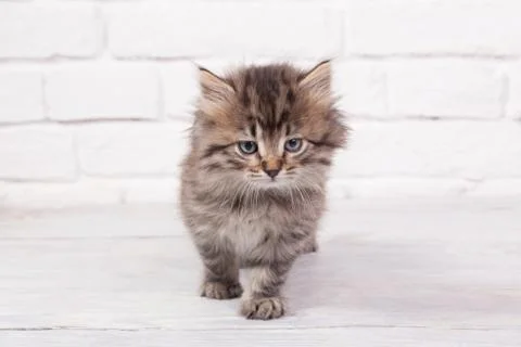 Young fluffy kitten Foto stock