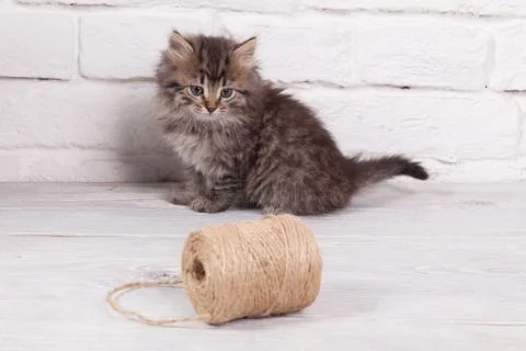 Young fluffy kitten Stock Photos