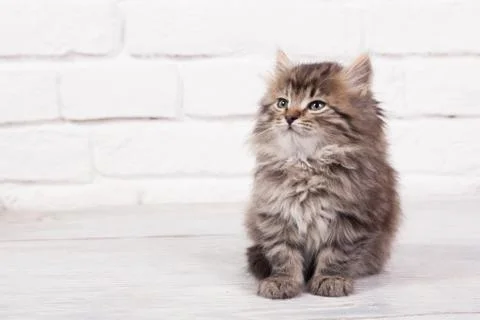 Young fluffy kitten Stock Photos