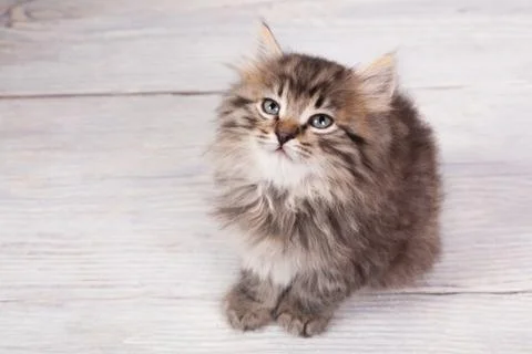 Young fluffy kitten Stock Photos