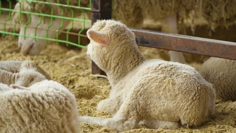 Young fluffy lamb gnawing and peacefully resting on straw in barn at Anseong Stock Footage 334767634