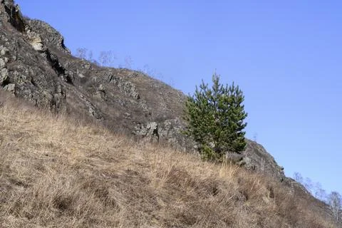 A young fluffy pine tree on a mountain slope in the Altai Mountains in spring Stock Photos
