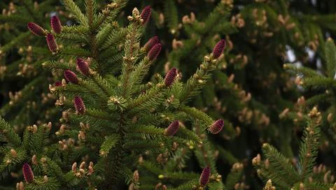 Young fluffy spruce with small red cones Stock Photos