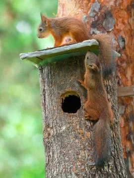 Young fluffy squirrels play on a tree house in a summer forest close-up Stock Photos