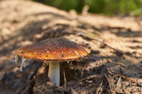 Young fly agaric in the forest on sandy soil Stock Photos