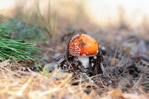 Young fly agaric grows under pine needles in the forest.Autumn background wit Stock Photos