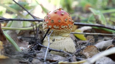 Young fly agaric mushroom in the forest. Stock Footage 139099811