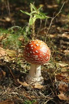 Young fly-agaric Stock Photos