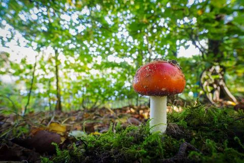 Young fly agaric Stock Photos