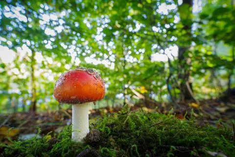 Young fly agaric Stock Photos