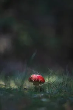 Young fly agaric in the sunlight Stock Photos
