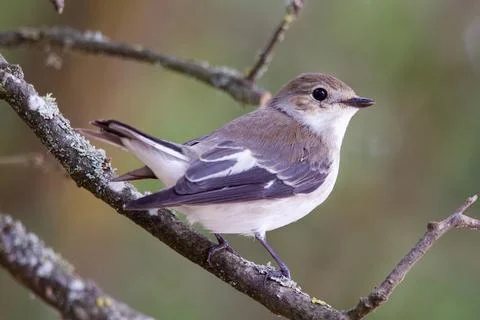 Young flycatcher posing Stock Photos