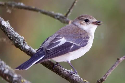 Young Flycatcher singing Stock Photos