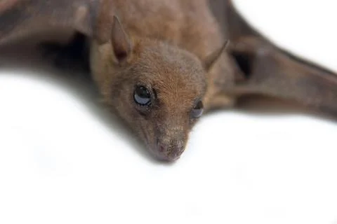 Young flying Fox on black background Stock Photos