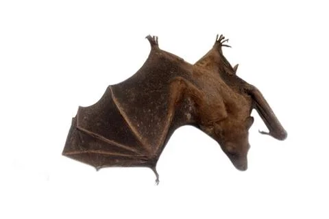 Young flying Fox on black background Stock Photos