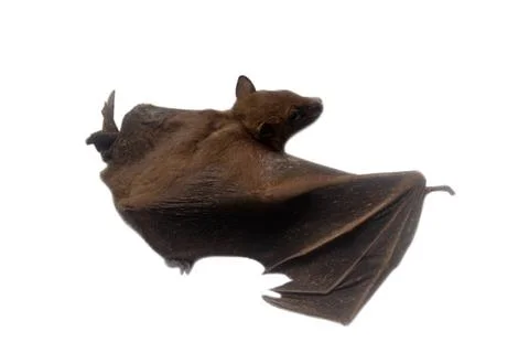 Young flying Fox on black background Stock Photos
