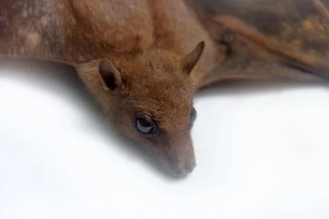 Young flying Fox on black background Stock Photos