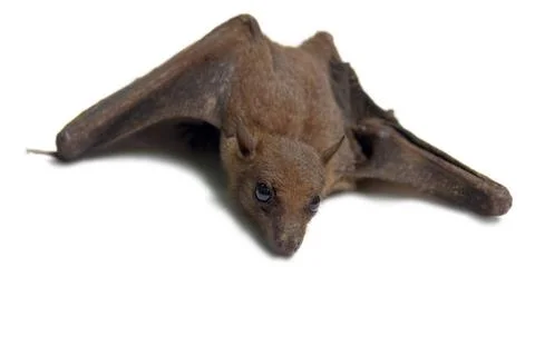 Young flying Fox on black background Young flying Fox on white background ... Stock Photos