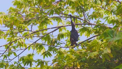 Young Flying Fox Stock Photos