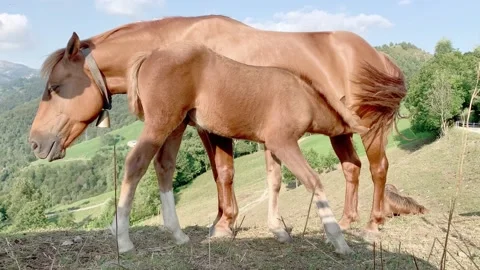 Young foal drinks milk Stock Footage 162324466