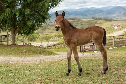 Young foal in Mexico Stock Photos