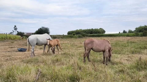 Young foal nursing milk from a white mare while another juvenile horse grazes Stock Footage 342968202
