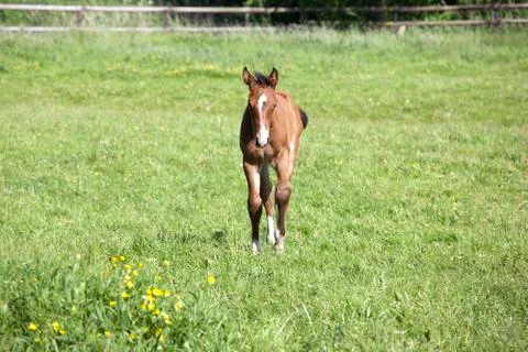 Young foal 스톡 사진