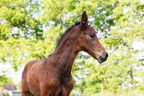 Young foal Stock Photos