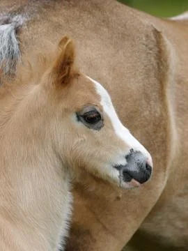 Young Foal Foto stock