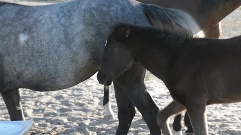 A young foal stands close to its mother among a herd of horses on a farm. Stockbeeldmateriaal 341793690