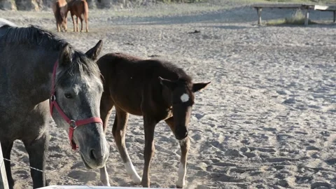 A young foal stands close to its mother among a herd of horses on a farm. Video stock 341793707