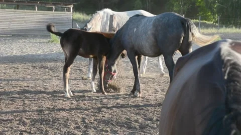 A young foal stands close to its mother among a herd of horses on a farm. Vídeos de archivo 341801408