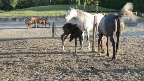 A young foal stands close to its mother among a herd of horses on a farm. 스톡 동영상 341801412
