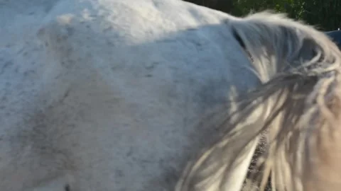 A young foal stands close to its mother among a herd of horses on a farm. Vídeo Stock 341801413