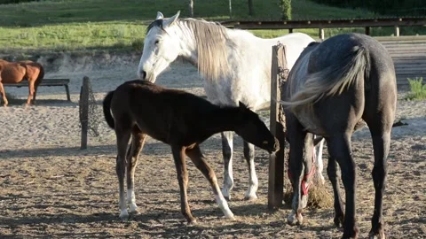 A young foal stands close to its mother among a herd of horses on a farm. Video stock 341801420