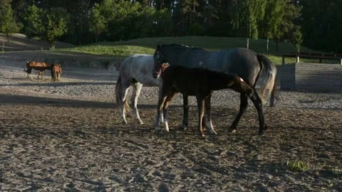 A young foal stands close to its mother among a herd of horses on a farm. Video stock 341801436