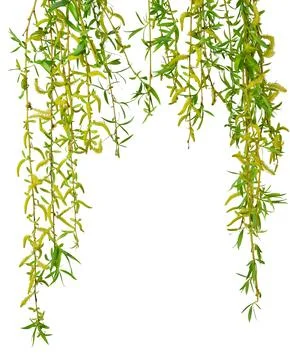 Young foliage and flowers of willow. transparent , png. Spring. nature. Flo.. Stock Photos