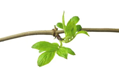 Young foliage. Close-up. Elderberries. Spring . Isolated without a shadow. Stock Photos