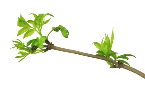 Young foliage. Close-up. Elderberries. Spring . Isolated without a shadow. Foto stock