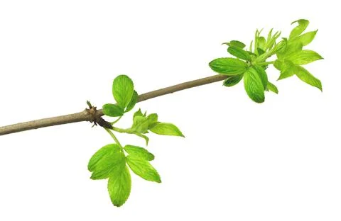 Young foliage. Close-up. Elderberries. Spring . Isolated without a shadow. Stock Photos